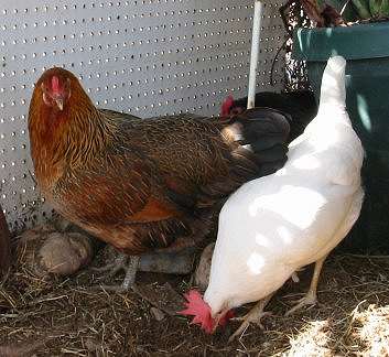 Araucana with White Leghorn