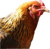 Araucana profile