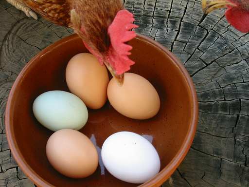 Red looking over the eggs.