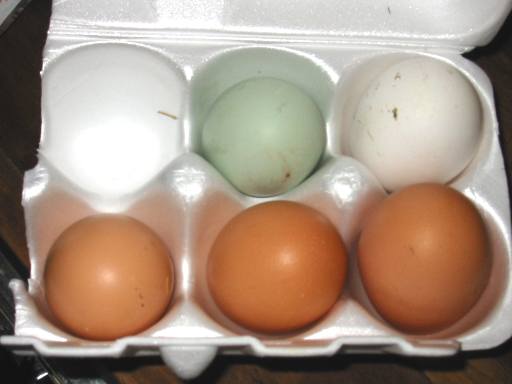 Green Egg in carton with brown and white.