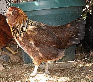 The other Araucana, a male?