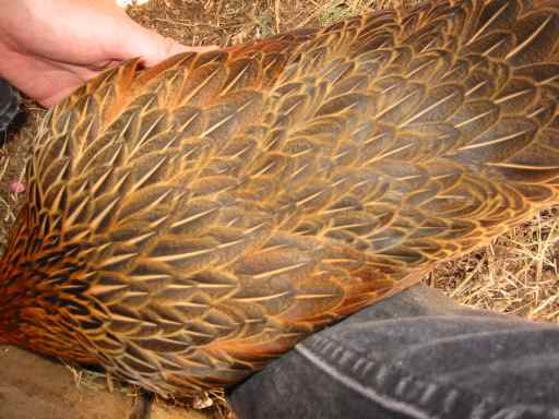 Belly scratch and feathers.