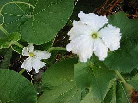 male and female gourd flowers together