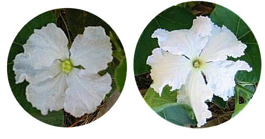 Gourd flowers inside