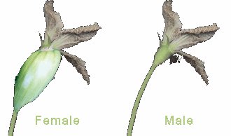 compare female and male upper stems