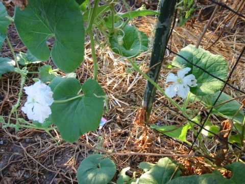 gourd flowers in the garden