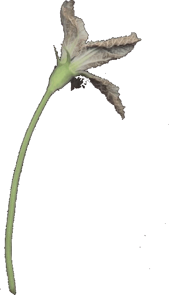male gourd flower