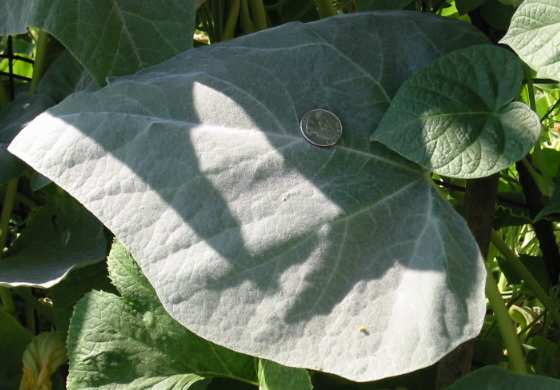 One Devil's Claw leaf