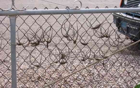 2002 Devil's Claws on fence.