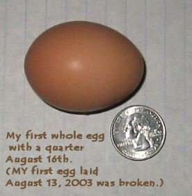 Egg beside quarter