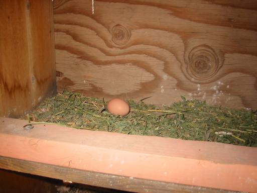 close up of egg in nesting box