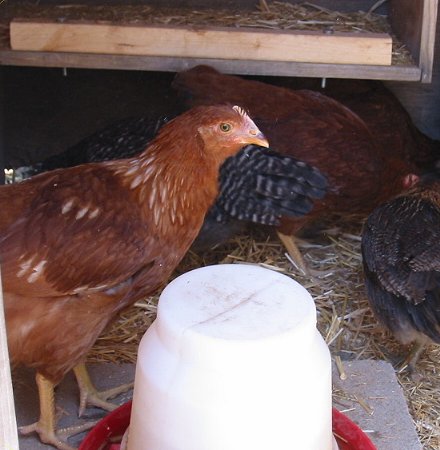 Lovey by chick waterer.